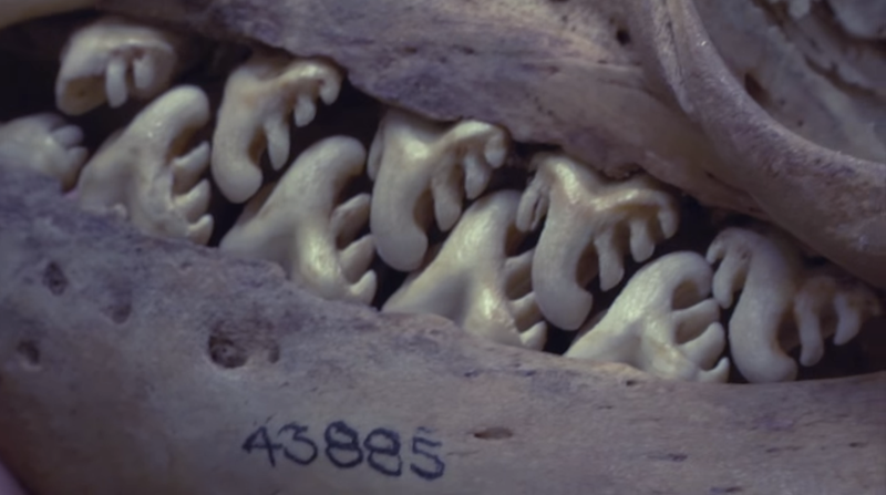 Illustration for article titled Crabeater Seals Look Like They Have Buzzsaws For Teeth